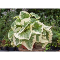 Brunera wielkolistna 'Variegata'
